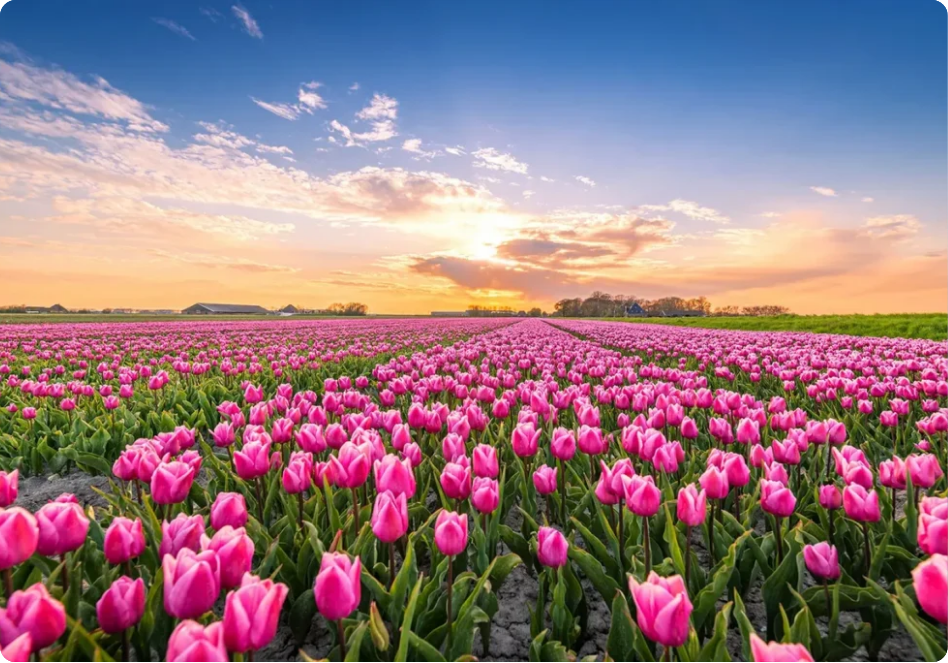 Tulip Garden